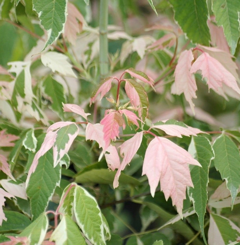 Pépinières Français PF_ACER-negun ACER negundo ‘Flamingo’ / Érable à feuille de frène