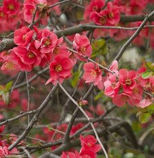 Pépinières Français PF_CHAENOMELE9 CHAENOMELES speciosa ‘Nicoline’ / Cognassier du Japon 'Nicoline