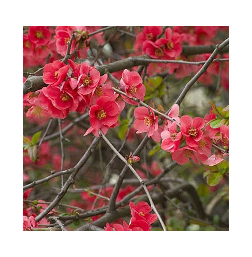 Pépinières Français PF_CHAENOMELE9 CHAENOMELES speciosa ‘Nicoline’ / Cognassier du Japon 'Nicoline