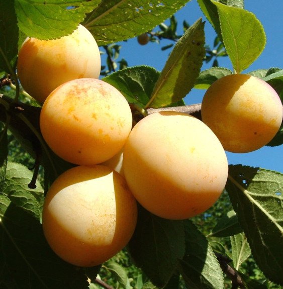 Pépinières Français PF_Prunus-dom Prunus domestica 'Mirabelle de Nancy' / Mirabellier Mirabelle De Nancy