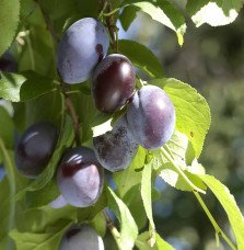 Pépinières Français PF_Prunus-dom2 Prunus domestica 'Quetsche d’Alsace' / Prunier Quetsche d'Alsace