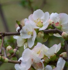 Pépinières Français PF_CHAENOMELE5 CHAENOMELES speciosa ‘Nivalis’ / Cognassier du Japon 'Nivalis'