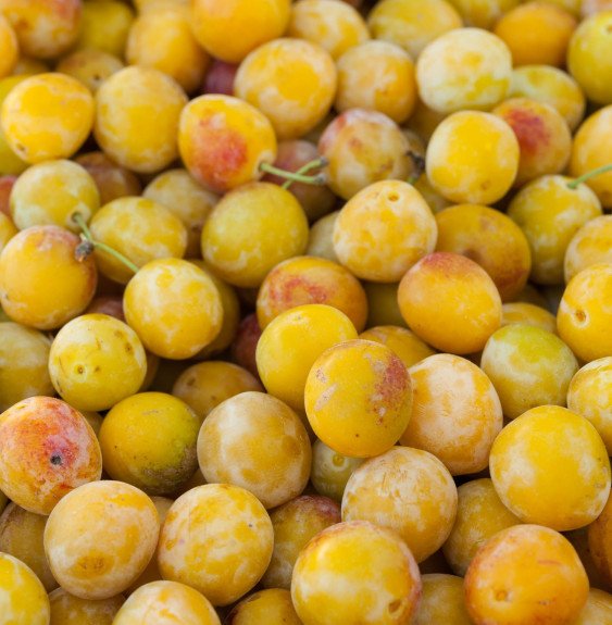 Pépinières Français PF_Prunus-dom3 Prunus domestica 'Reine claude dorée' / Prunier Reine Claude dorée