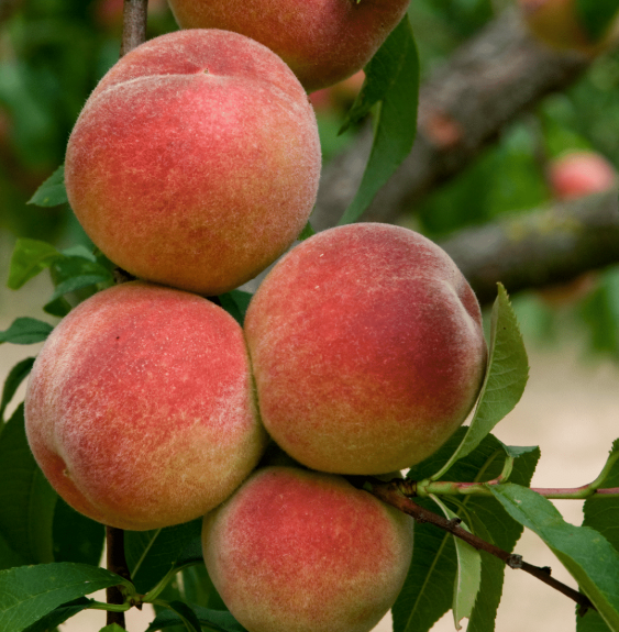 Pépinières Français PF_Prunus-per0 Prunus persica 'Amsden' / Pêcher Amsden