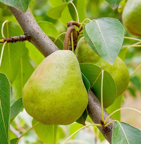 Pépinières Français PF_Pyrus-dome Pyrus domestica ''Doyenne Du Comice' / Poirier Doyenne Du Comice