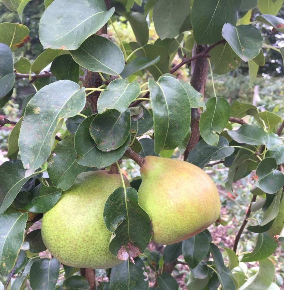 Pépinières Français PF_Pyrus-dome Pyrus domestica ''Doyenne Du Comice' / Poirier Doyenne Du Comice