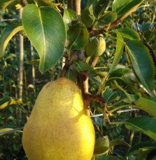 Pépinières Français PF_Pyrus-dome78 Pyrus domestica 'William Jaune' / Poirier William Jaune