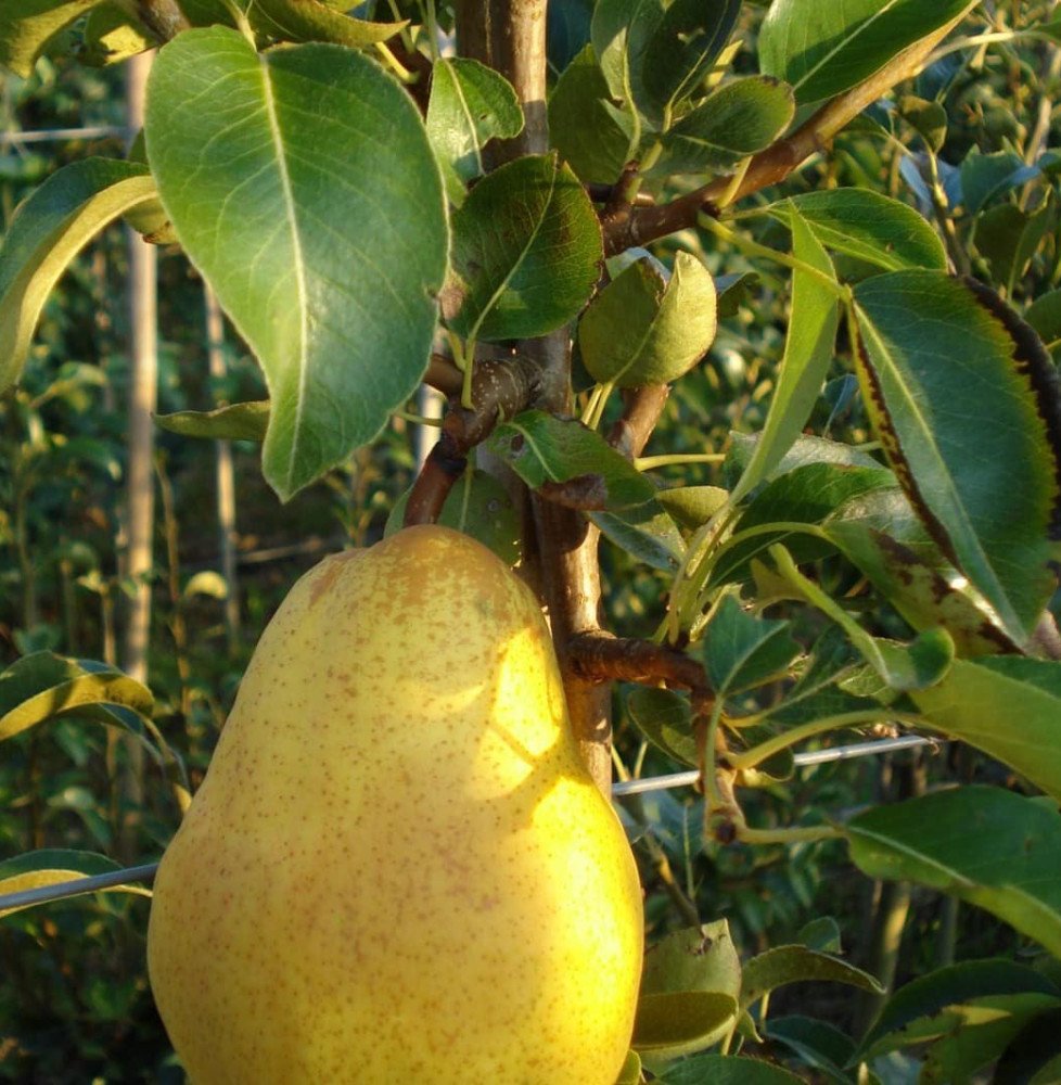 Pépinières Français PF_Pyrus-dome78 Pyrus domestica 'William Jaune' / Poirier William Jaune