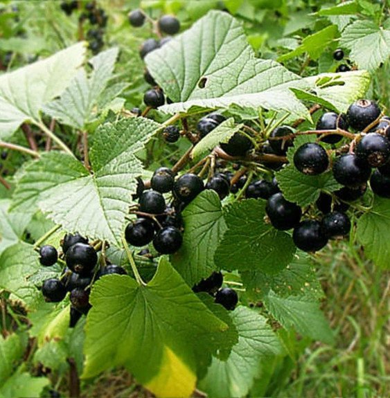 Pépinières Français PF_RIBES-nigr RIBES nigrum / Cassissier