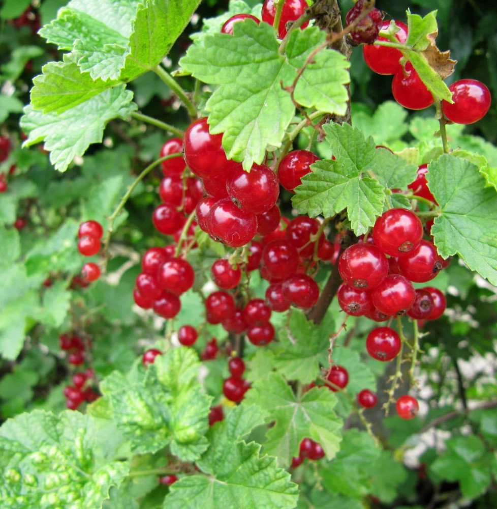 Pépinières Français PF_Ribes-rubr Ribes rubrum / Groseillier à grappes