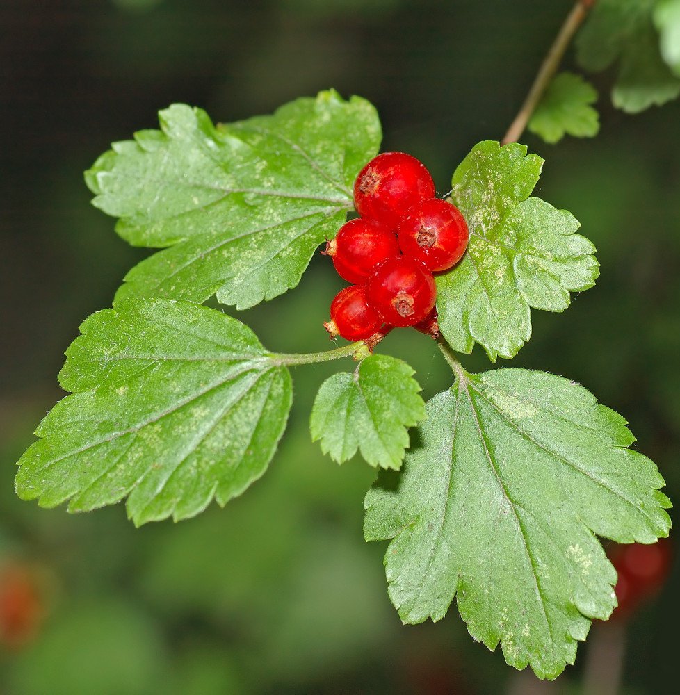 Pépinières Français PF_Ribes-rubr Ribes rubrum / Groseillier à grappes