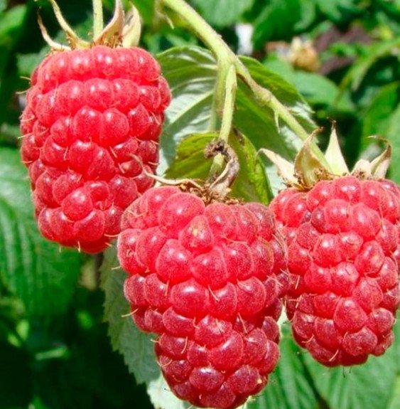 Pépinières Français PF_Rubus-idae Rubus idaeus 'Autumn Bliss' / Framboisier Autumn Bliss