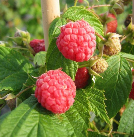 Pépinières Français PF_Rubus-idae7 Rubus idaeus 'Heritage' / Framboisier Heritage