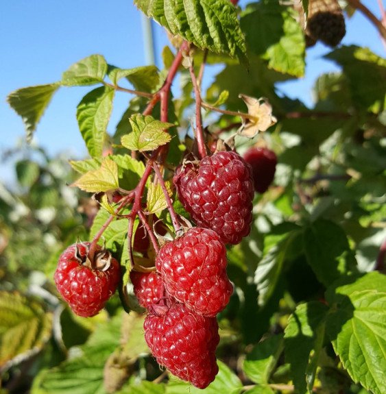 Pépinières Français PF_Rubus-idae0 Rubus idaeus 'Zeva' / Framboisier Zeva
