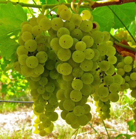 Pépinières Français PF_Vitis-vini Vitis vinifera Muscat blanc / Vigne Muscat blanc