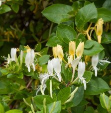 Pépinières Français PF_LONICERA-j LONICERA japonica ‘Halliana’ / Chèvrefeuille du Japon 'Halliana'