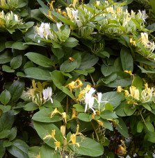 Pépinières Français PF_LONICERA-j LONICERA japonica ‘Halliana’ / Chèvrefeuille du Japon 'Halliana'