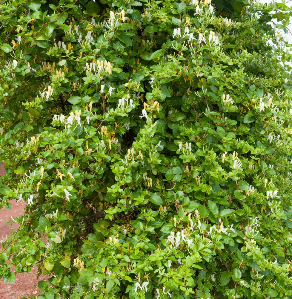 Pépinières Français PF_LONICERA-j LONICERA japonica ‘Halliana’ / Chèvrefeuille du Japon 'Halliana'