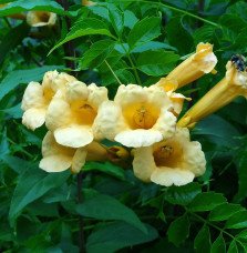 Pépinières Français PF_CAMPSIS-x CAMPSIS x radicans ‘Yellow Trumpet’ / Bignone, Trompette de Virginie 'Yellow Trumpet'