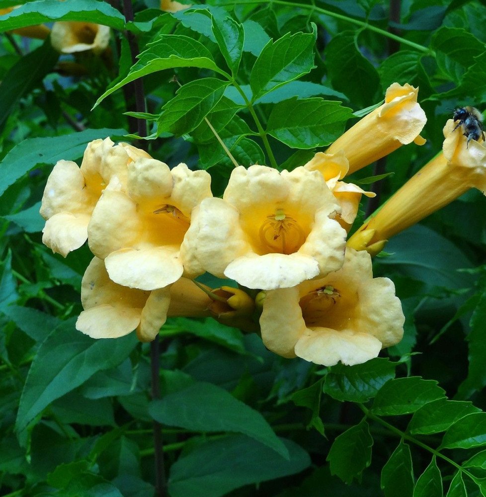 Pépinières Français PF_CAMPSIS-x CAMPSIS x radicans ‘Yellow Trumpet’ / Bignone, Trompette de Virginie 'Yellow Trumpet'