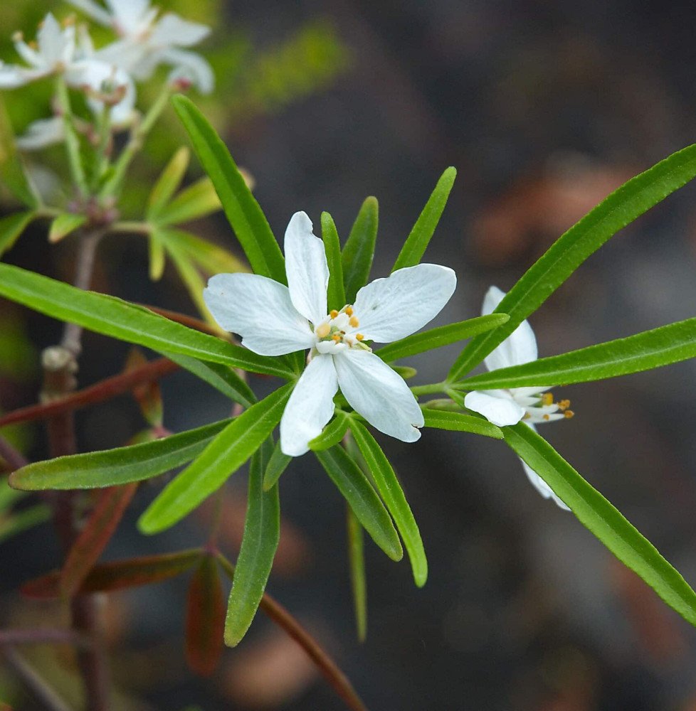 Pépinières Français PF_CHOISYA-te5 CHOISYA ternata  ‘Aztec Pearl’ / Oranger du Mexique 'Aztec Pearl'