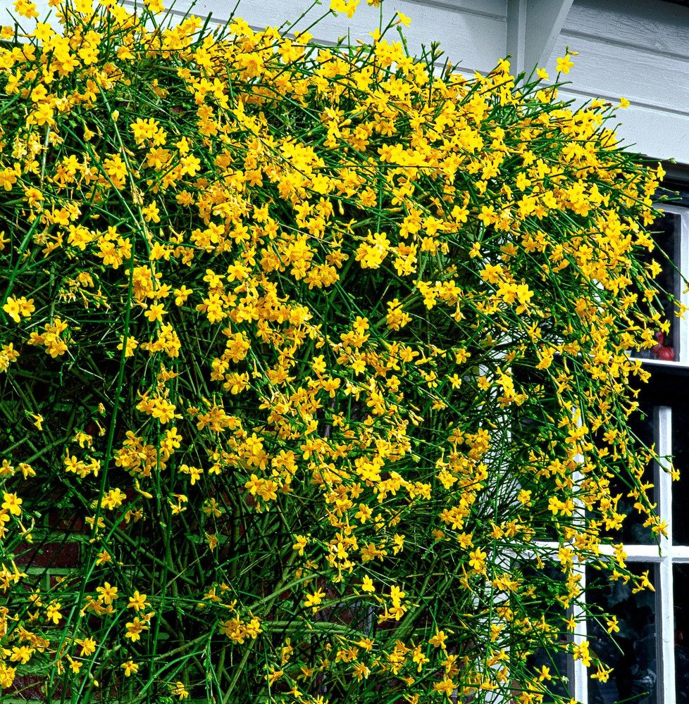 Pépinières Français PF_JASMINUM-n JASMINUM nudiflorum / Jasmin d'hiver