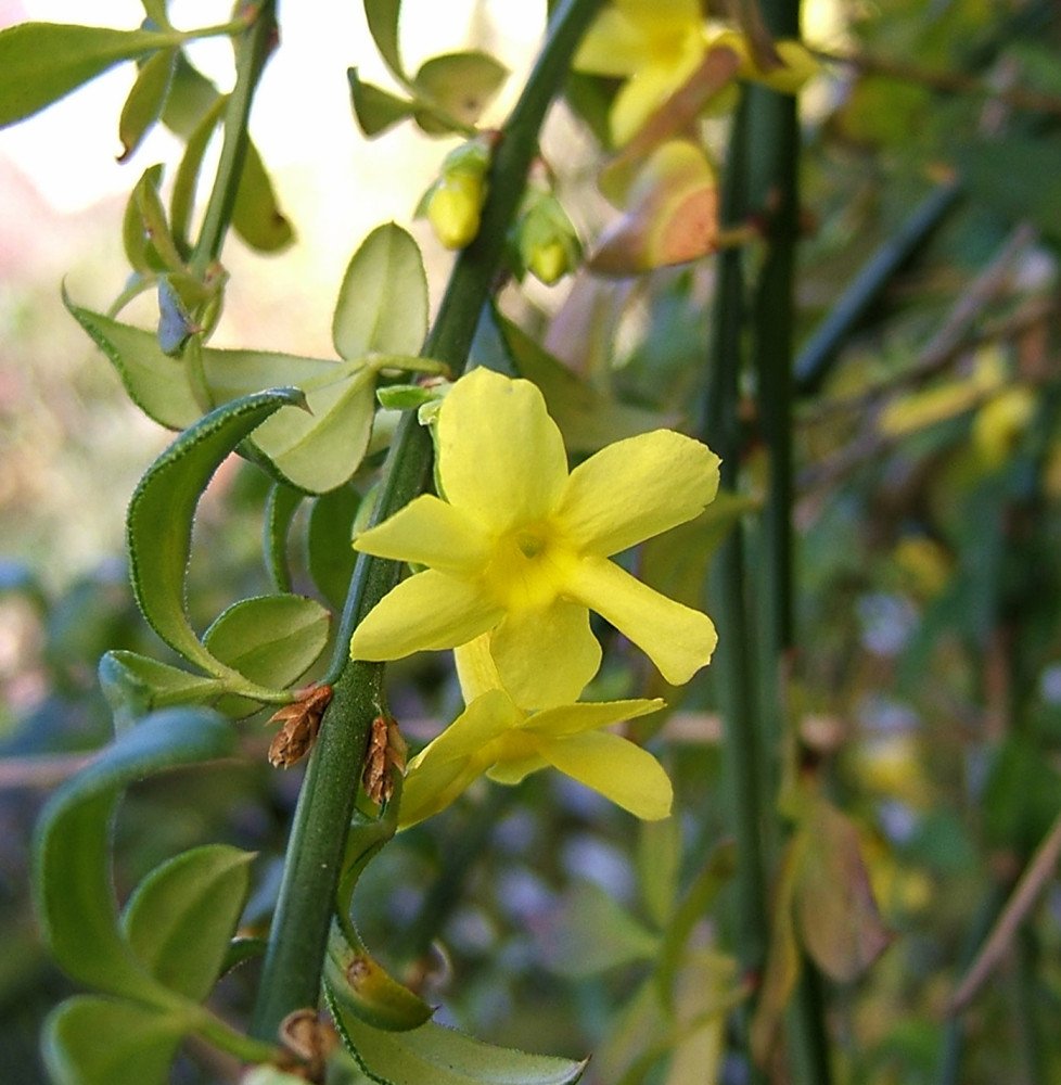 Pépinières Français PF_JASMINUM-n JASMINUM nudiflorum / Jasmin d'hiver