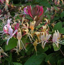Pépinières Français PF_LONICERA-j5 LONICERA japonica ‘Chinensis’ / Chèvrefeuille du Japon 'Sinensis'