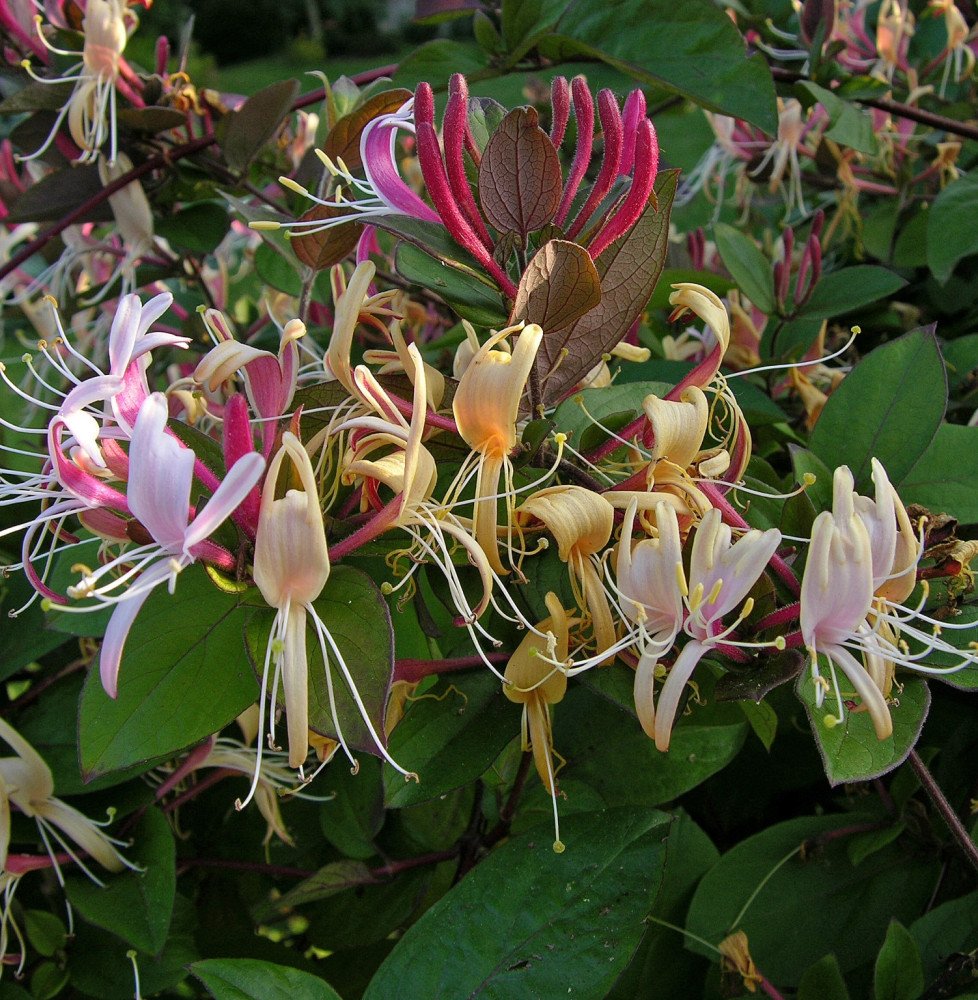 Pépinières Français PF_LONICERA-j5 LONICERA japonica ‘Chinensis’ / Chèvrefeuille du Japon 'Sinensis'