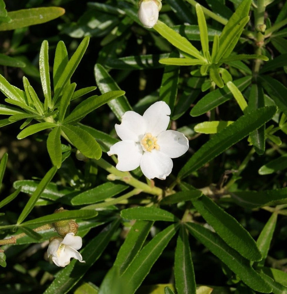 Pépinières Français PF_CHOISYA-te5 CHOISYA ternata  ‘Aztec Pearl’ / Oranger du Mexique 'Aztec Pearl'