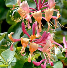 Pépinières Français PF_LONICERA-h LONICERA henryi / Chèvrefeuille de Henry