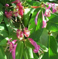 Pépinières Français PF_LONICERA-h LONICERA henryi / Chèvrefeuille de Henry
