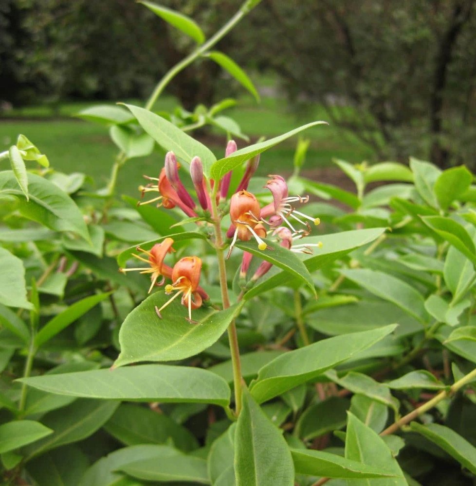 Pépinières Français PF_LONICERA-h LONICERA henryi / Chèvrefeuille de Henry