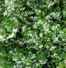Pépinières Français PF_Trachelosp Trachelospermum jasminoïdes / Jasmin d'été