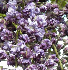 Pépinières Français PF_WISTERIA-f WISTERIA floribunda ‘Violacea Plena’  / Glycine japonaise 'Violacea Plena'
