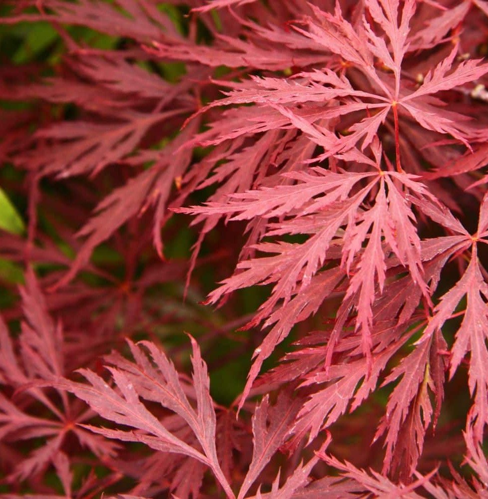 Pépinières Français PF_ACER-disse ACER dissectum ‘Garnet’ / Érable du Japon à feuilles découpées