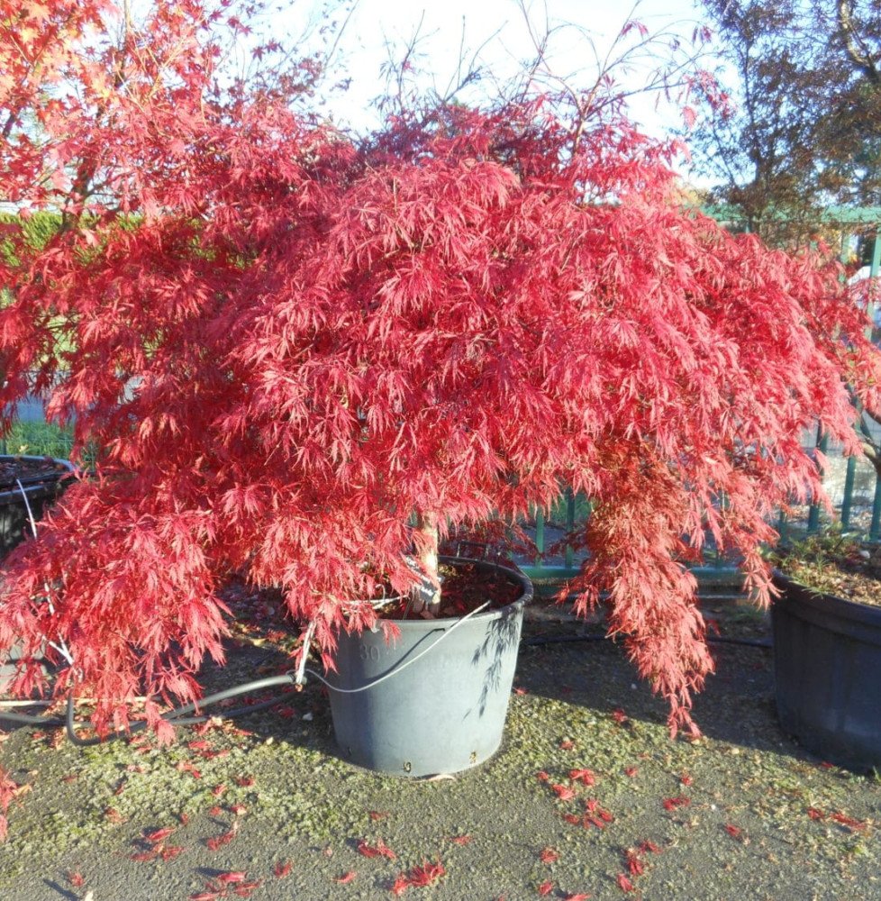 Pépinières Français PF_ACER-disse ACER dissectum ‘Garnet’ / Érable du Japon à feuilles découpées