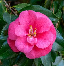 Pépinières Français PF_Camellia-j Camellia japonica / Camelia