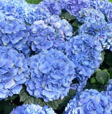 Pépinières Français PF_HYDRANGEA6 HYDRANGEA macrophylla / Hortensia