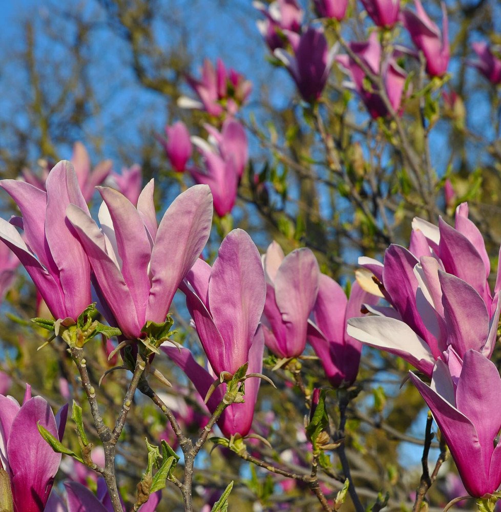 Pépinières Français PF_MAGNOLIA-l MAGNOLIA liliiflora ‘Nigra’ / Magnolia à fleurs de lis 'Nigra'