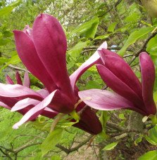 Pépinières Français PF_MAGNOLIA-l MAGNOLIA liliiflora ‘Nigra’ / Magnolia à fleurs de lis 'Nigra'