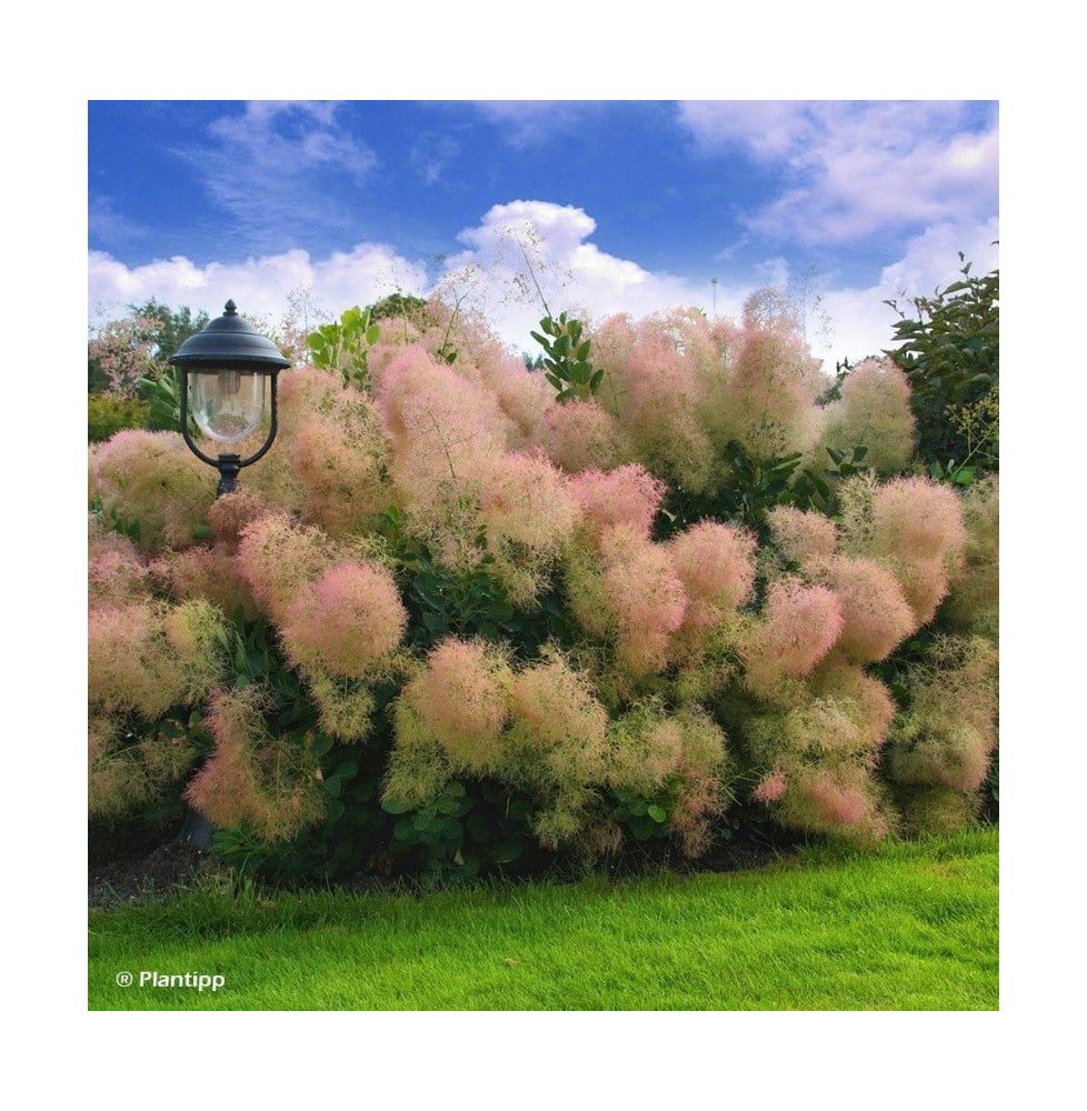 Pépinières Français PF_COTINUS-Yo COTINUS 'Young Lady' / Arbre à perruque 'Young Lady'