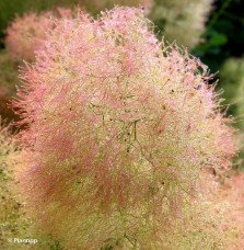 Pépinières Français PF_COTINUS-Yo COTINUS 'Young Lady' / Arbre à perruque 'Young Lady'