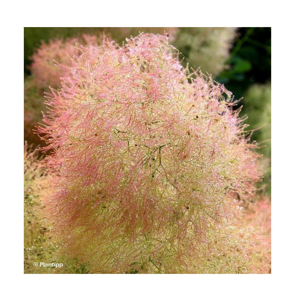 Pépinières Français PF_COTINUS-Yo COTINUS 'Young Lady' / Arbre à perruque 'Young Lady'