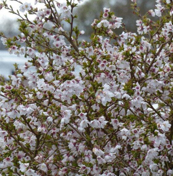 Pépinières Français PF_PRUNUS-inc PRUNUS incisa 'Kojo No Mai' / Cerisier à fleurs nain du japon