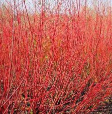Pépinières Français PF_CORNUS-alb83 CORNUS alba ‘Sibirica’ / Cornouiller blanc 'Sibirica'