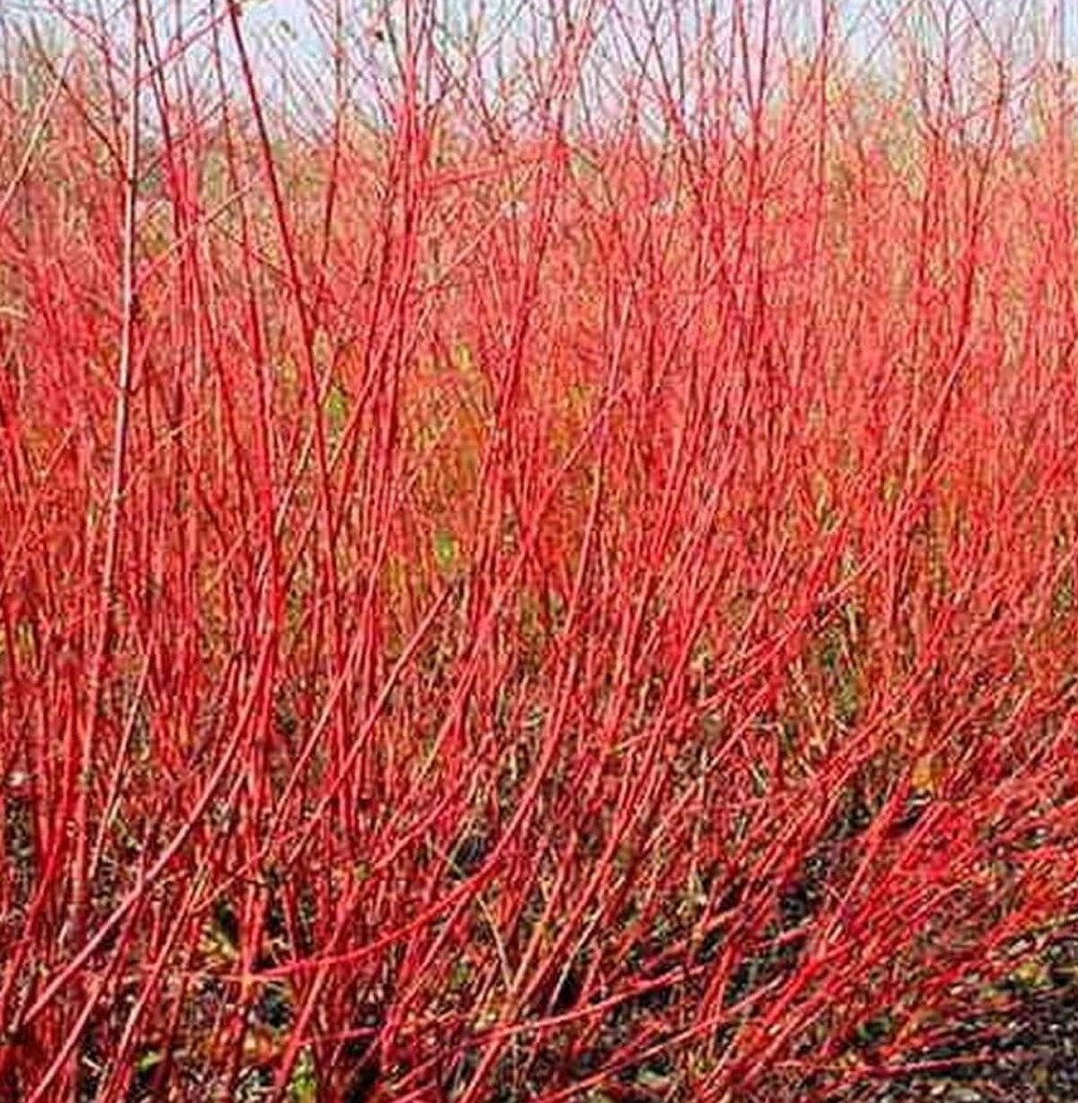 Pépinières Français PF_CORNUS-alb83 CORNUS alba ‘Sibirica’ / Cornouiller blanc 'Sibirica'