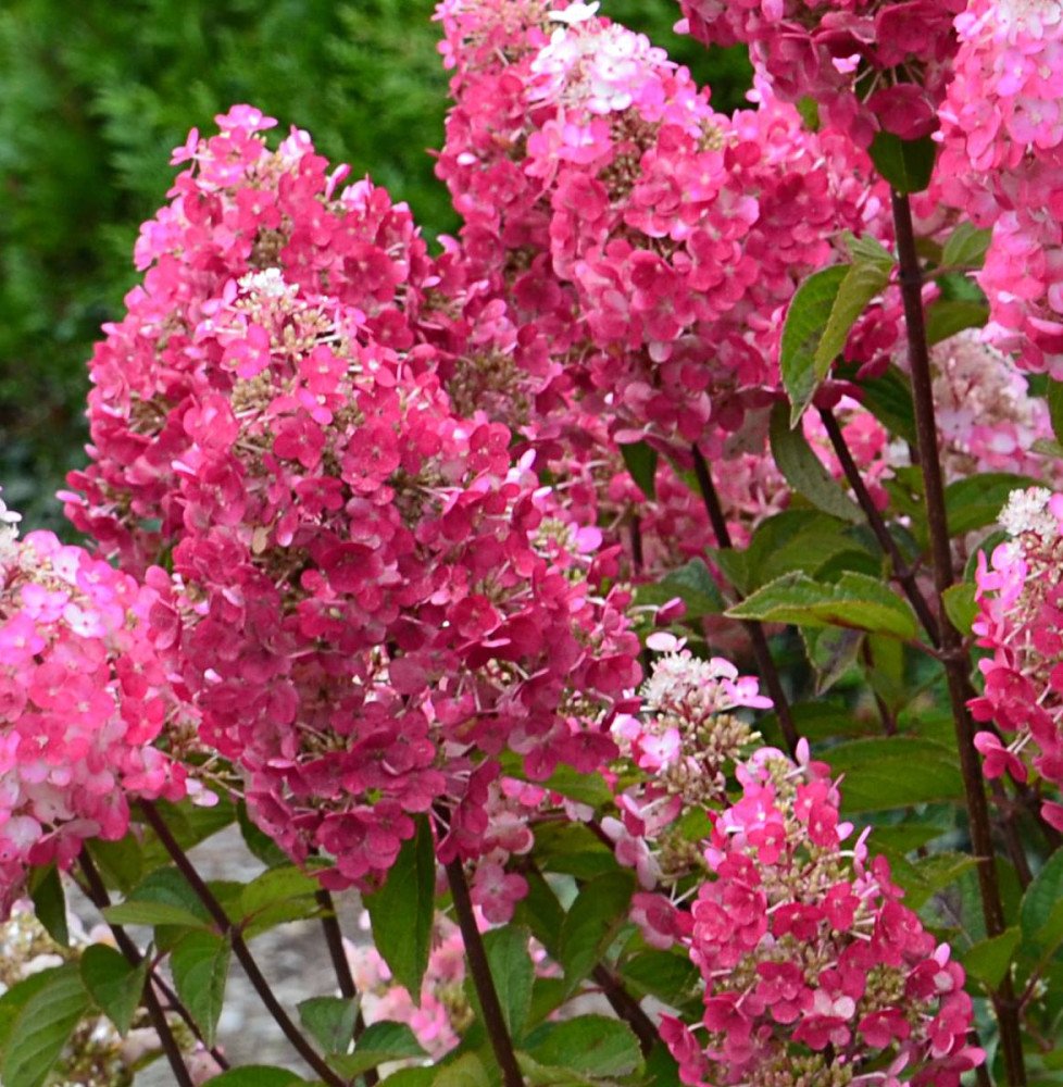Pépinières Français PF_HYDRANGEA5 HYDRANGEA paniculata ‘Framboisine’ / Hortensia paniculé 'Framboisine'®
