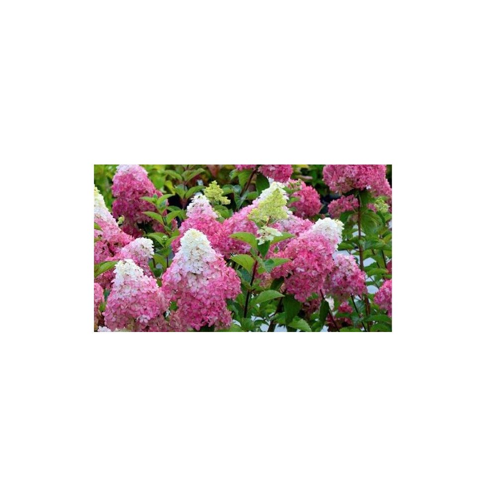 Pépinières Français PF_HYDRANGEA68 HYDRANGEA paniculate ‘Fraise Melba’ / Hortensia paniculate ‘Fraise Melba’®