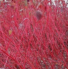 Pépinières Français PF_CORNUS-alb83 CORNUS alba ‘Sibirica’ / Cornouiller blanc 'Sibirica'